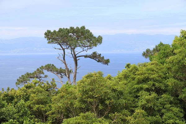 Meeresküste Sommer Natur Urlaub — Stockfoto