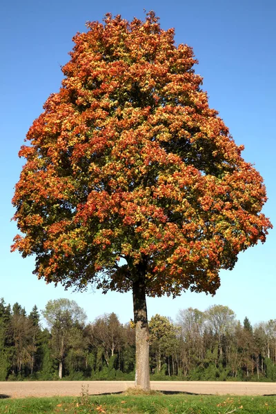 Herbst Blätter Herbst Jahreszeit Flora Laub — Stockfoto