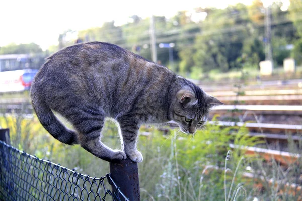 Balansera Katt Ett Staket — Stockfoto