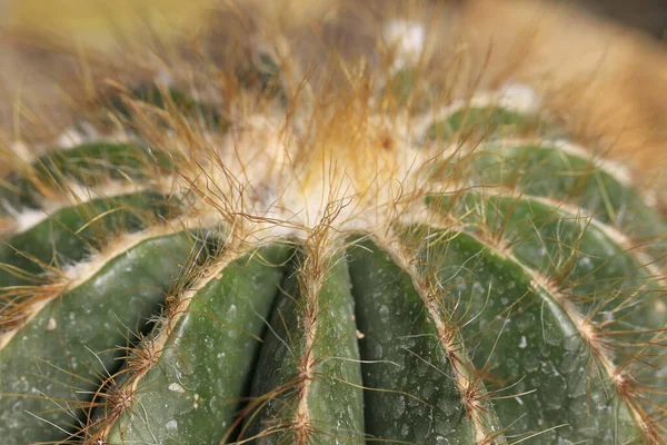 Notocactus Magnificus Close — Fotografia de Stock