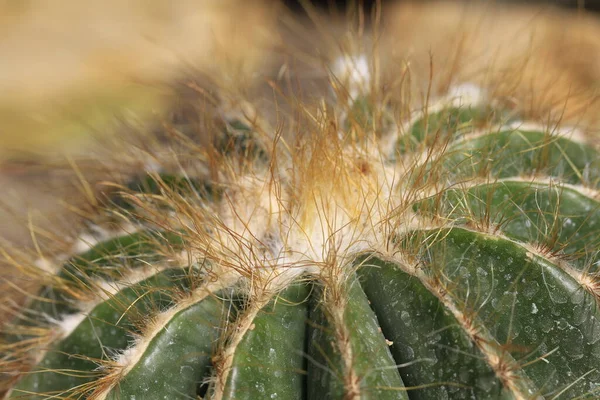 Tropical Exótico Planta Cacto — Fotografia de Stock