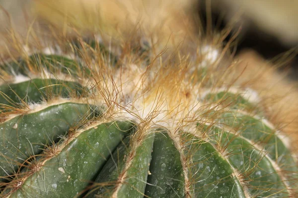 Cactus Plantes Exotiques Tropicales — Photo