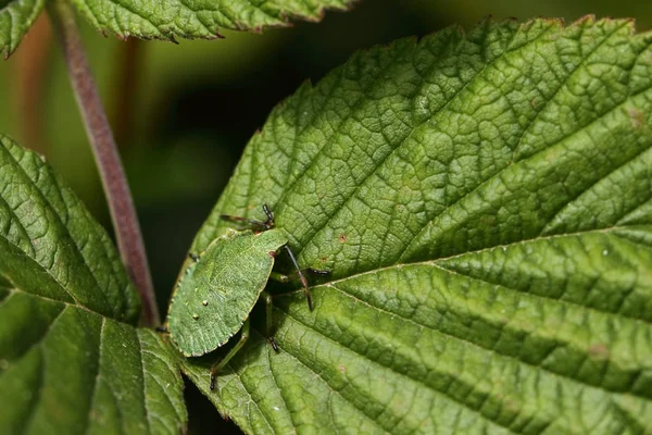 Verde Fedor Bug Polomena Prasina Fase Larval — Fotografia de Stock