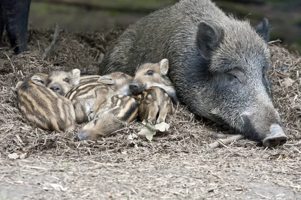 Eine Gruppe Wildschweine Zoo — Stockfoto