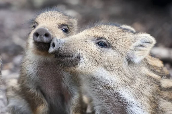 動物園での動物の閉鎖 — ストック写真