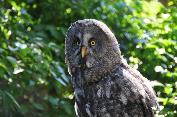 Vue Panoramique Bel Oiseau Nature — Photo