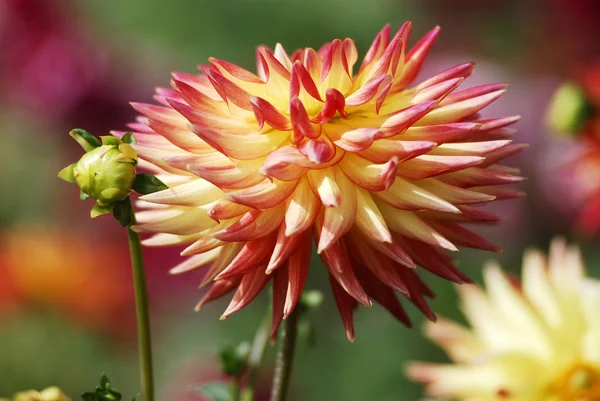 Vista Ravvicinata Della Bellissima Dalia Fiorita — Foto Stock