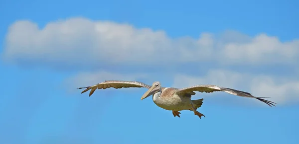 Полет Пеликана — стоковое фото