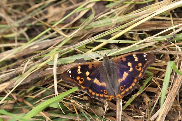 Pouco Imperador Roxo Apatura Ilia Nred List Rl3 Protegido Alemanha — Fotografia de Stock