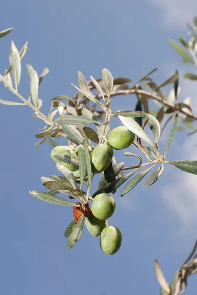 オリーブの木自然植物 — ストック写真