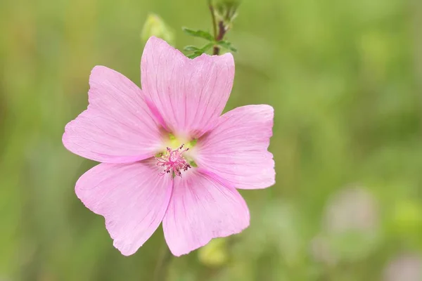 Mooi Botanisch Schot Natuurlijk Behang — Stockfoto