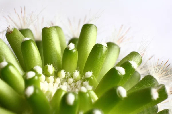 Tropische Exotische Cactus Van Planten — Stockfoto