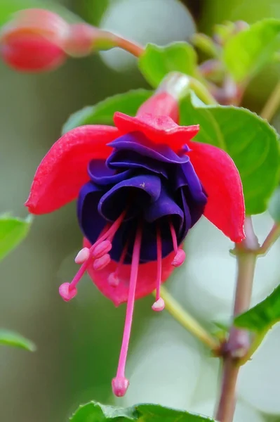 Kırmızı Çiçeğe Yaklaş — Stok fotoğraf