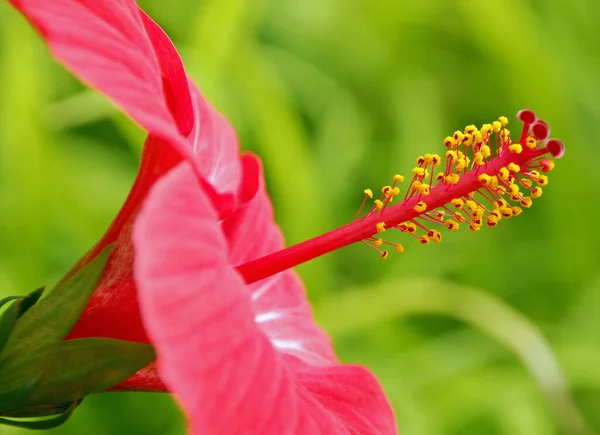 自然界における昆虫の密接な眺め — ストック写真