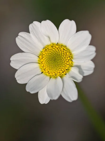 Gänseblümchen Voller Blüte — Stockfoto