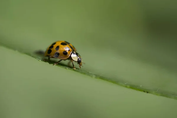 Ladybird Besouro Sete Pontos Encantos Sortudos Inseto Benéfico Aphid Macro — Fotografia de Stock