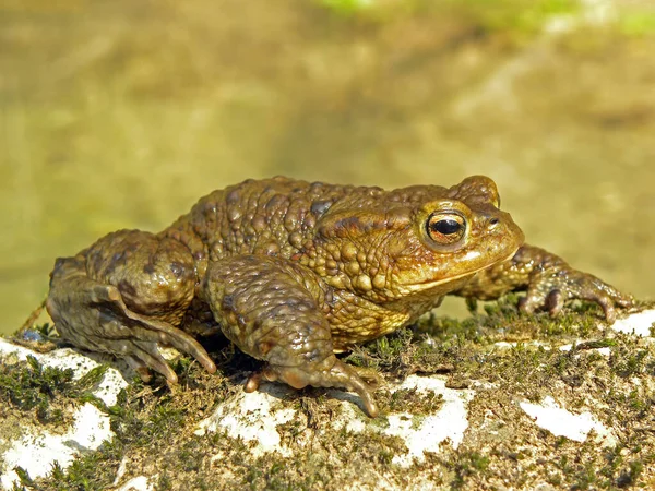 Animale Anfibio Rana Selvatica — Foto Stock