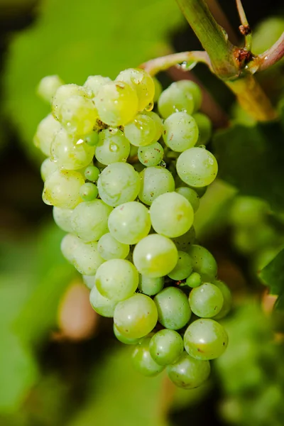 Uvas Que Crescem Vinha — Fotografia de Stock