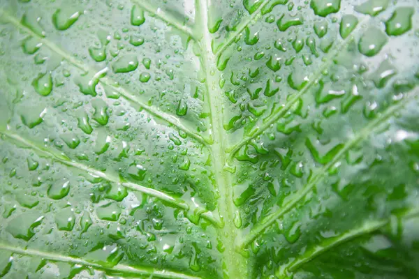 Liście Mokre Liście Zielonej Trawy Kroplami Deszczu — Zdjęcie stockowe