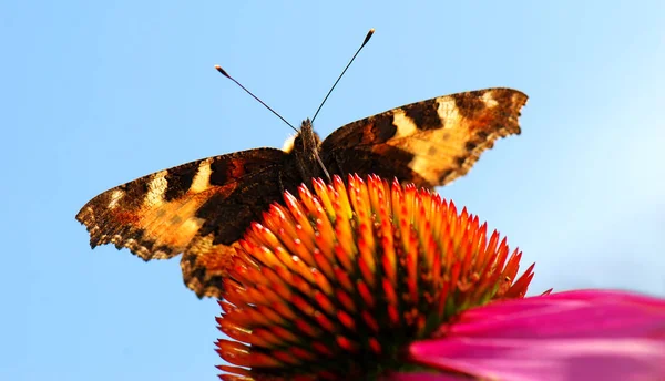 Маленька Лисиця Метелик Лепідоптера — стокове фото