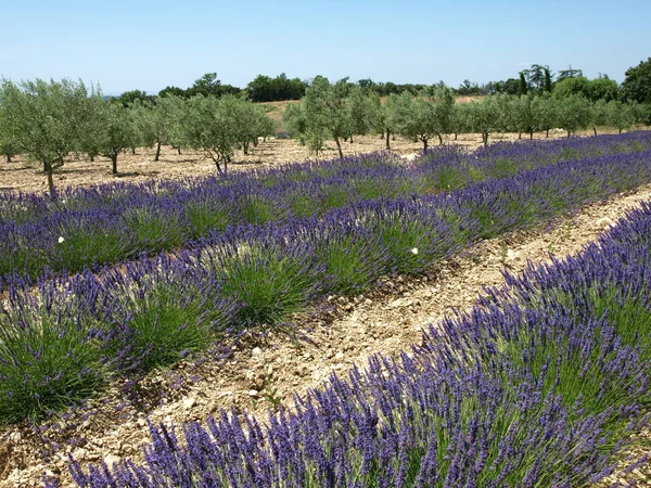 Flores Roxas Lavanda Arquivado — Fotografia de Stock