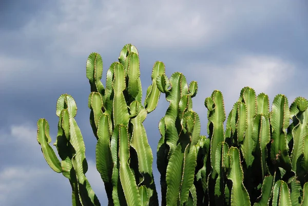 Topics Yes Yes Know Cactus Most Think One Customer Probably — Stock Fotó