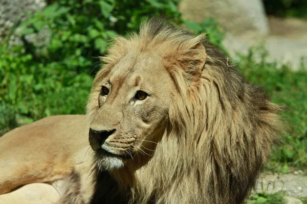 Löwenkatzenräuber Jäger — Stockfoto