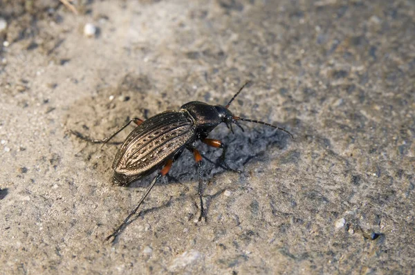 Primer Plano Escarabajo Marrón Molido Carabus Granulatus Sobre Asfalto Marrón — Foto de Stock