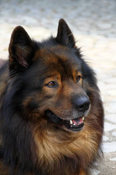 Retrato Cão Bonito — Fotografia de Stock