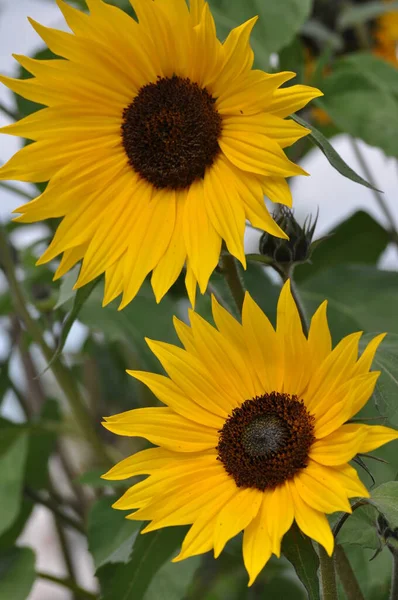 Колір Жовтий Зелений Літо Тепло Квітка Соняшник Поштова Листівка — стокове фото