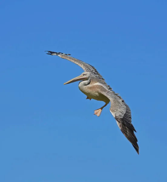 Flight Pelican — Stock Photo, Image