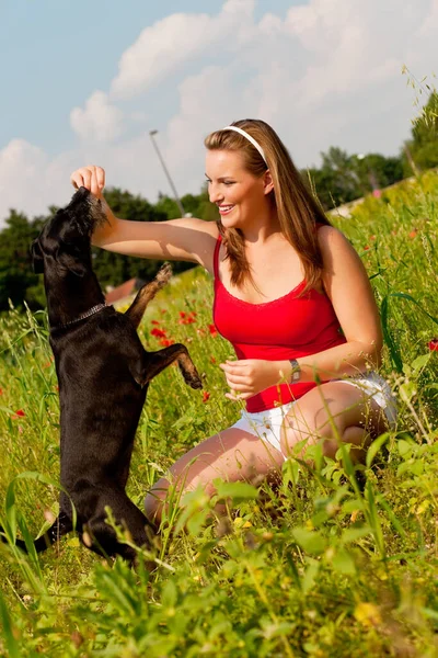 Mulher Brincando Com Seu Cão Prado — Fotografia de Stock