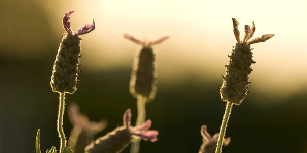 Scenic View Beautiful Purple Lavender — Stock Photo, Image