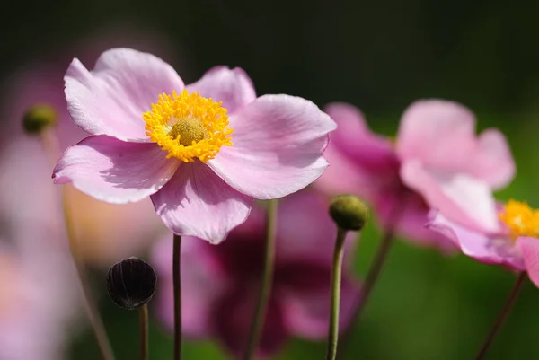 Belle Floraison Fleurs Anémone — Photo