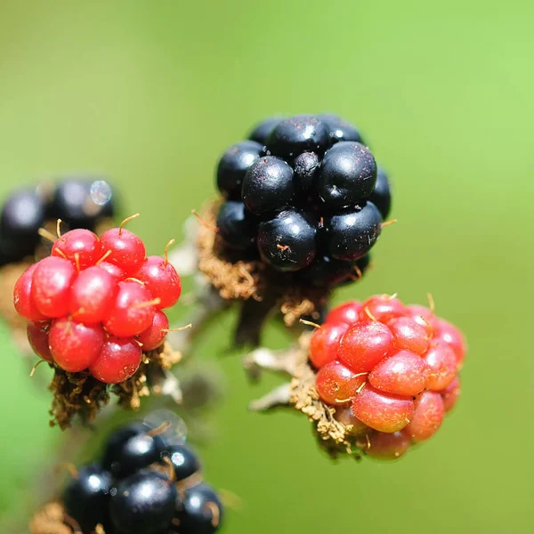 Berries Close Shot Conceito Alimentar Saudável — Fotografia de Stock