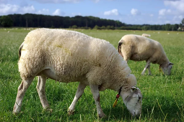 Άγρια Πρόβατα Βόσκησης Ένα Καταπράσινο Λιβάδι — Φωτογραφία Αρχείου