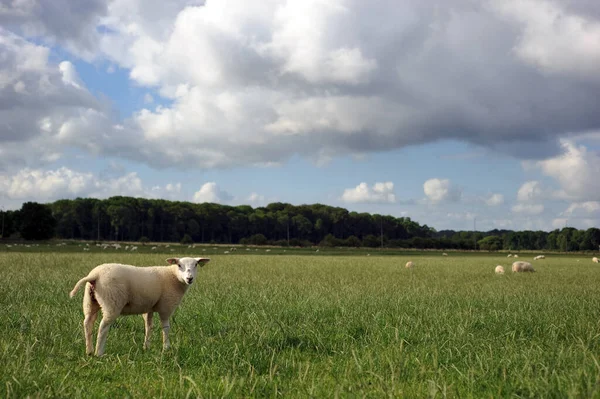 Agneau Dans Prairie Entre Troupeau Moutons Pâturage — Photo