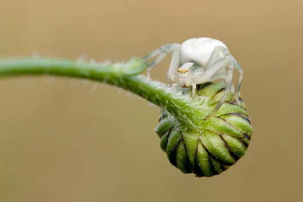 螃蟹蜘蛛昆虫野生动物 — 图库照片