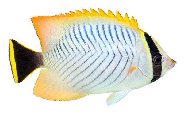 Chevron Butterflyfish Isolato Sfondo Bianco Chaetodon Trifascialis — Foto Stock