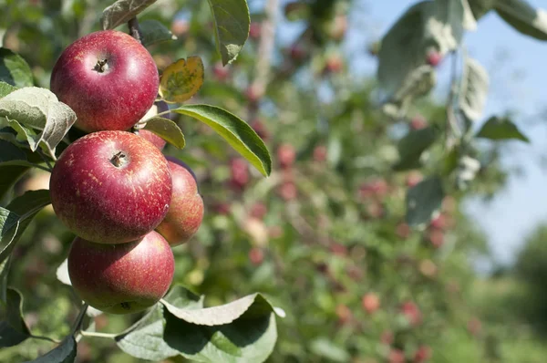 Jabłoń Czerwonymi Jabłkami Zamazane Jabłka Tle — Zdjęcie stockowe
