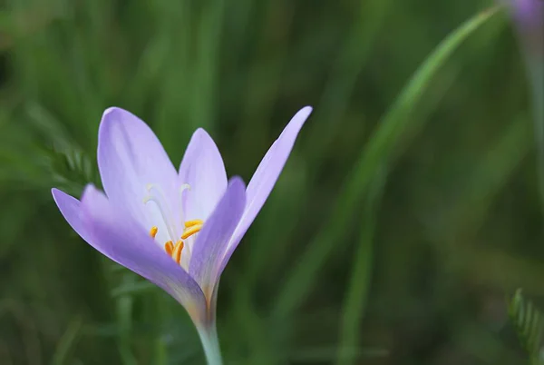 Tavaszi Crocus Virágok Lila Növény — Stock Fotó