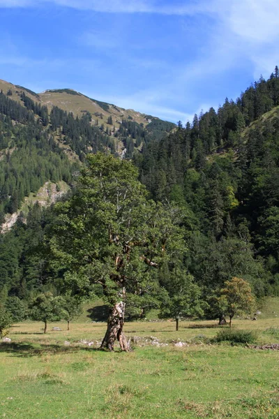 Ağaç Bitki Yaprakların Doğası — Stok fotoğraf