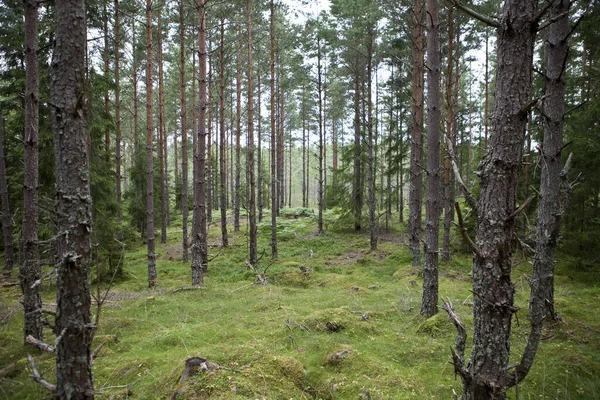 Doğa Rezervi Flora Fauna Veya Jeolojik Veya Diğer Özel Ilgi — Stok fotoğraf