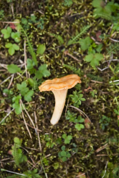 Champignon Comestible Nourriture Végétale — Photo