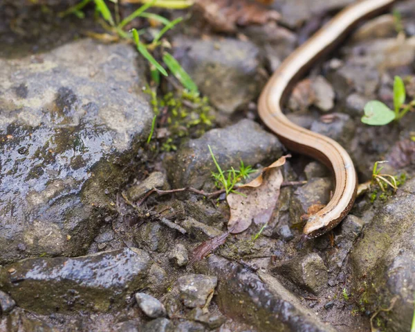 Verme Cego Criatura Lagarto — Fotografia de Stock