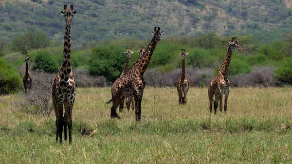 Erbivoro Giraffe Animali Della Savana — Foto Stock