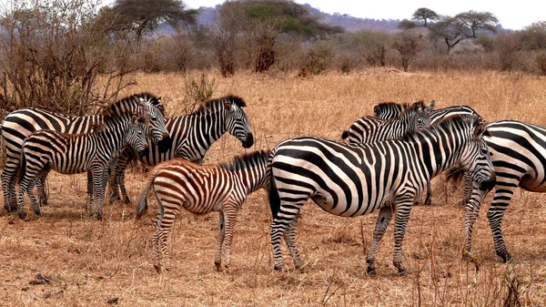 Zebra Sürüsü Vahşi Hayvanlar — Stok fotoğraf