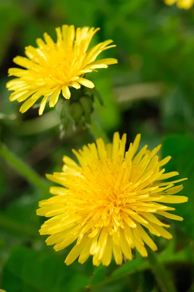 Two Yellow Dandelion Flowers Taraxacum Closeup — Stock Photo, Image