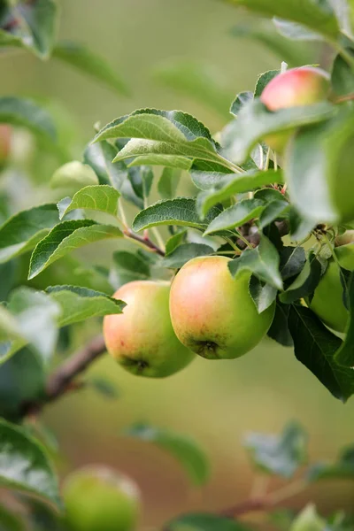 Lots Red Apples Orchard — Stock Photo, Image