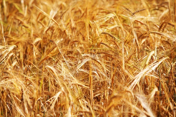 Зображення Поля Золотої Пшениці Красивому Світлі — стокове фото